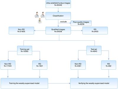 Artificial intelligence-assisted management of retinal detachment from ultra-widefield fundus images based on weakly-supervised approach